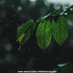 Food To Sever Heathy In Monsoon Season