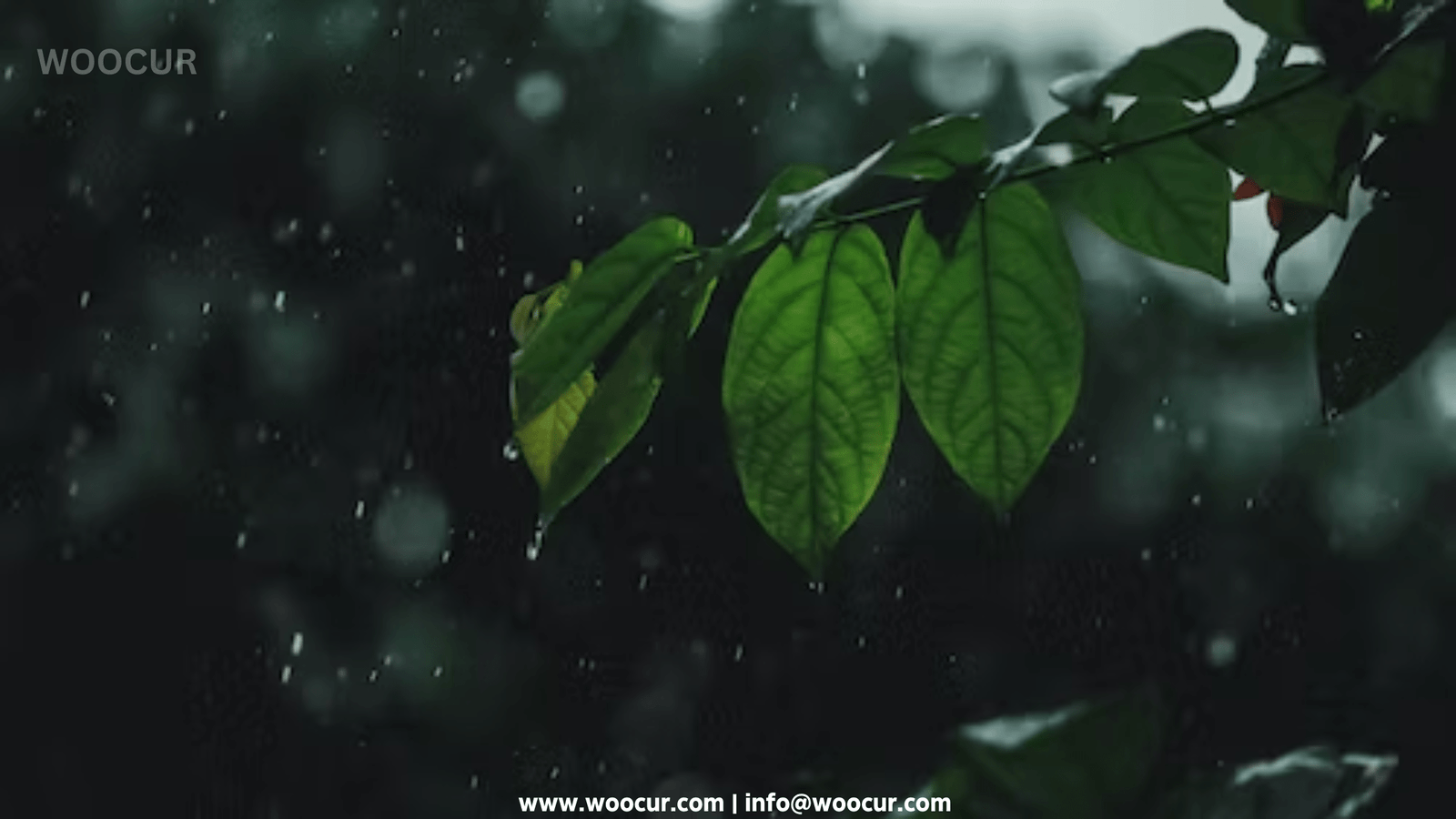 How To Make Routines According To Rainy Season ? 6 Rainy Season.