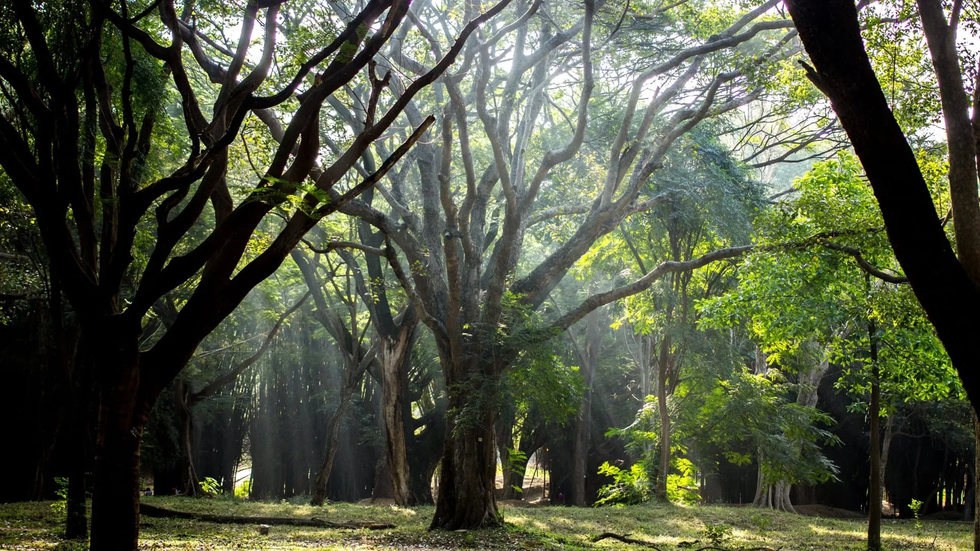 Top 10 Places to Visit in Bengaluru in 2025. 5 Cubbon Park Bangalore sandie088